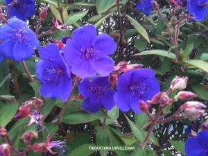 Tibouchina urvilleana - blossom 1